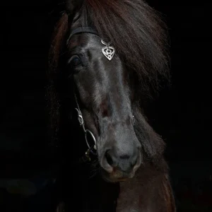 Huvudlag Ennislauf Sleipnir